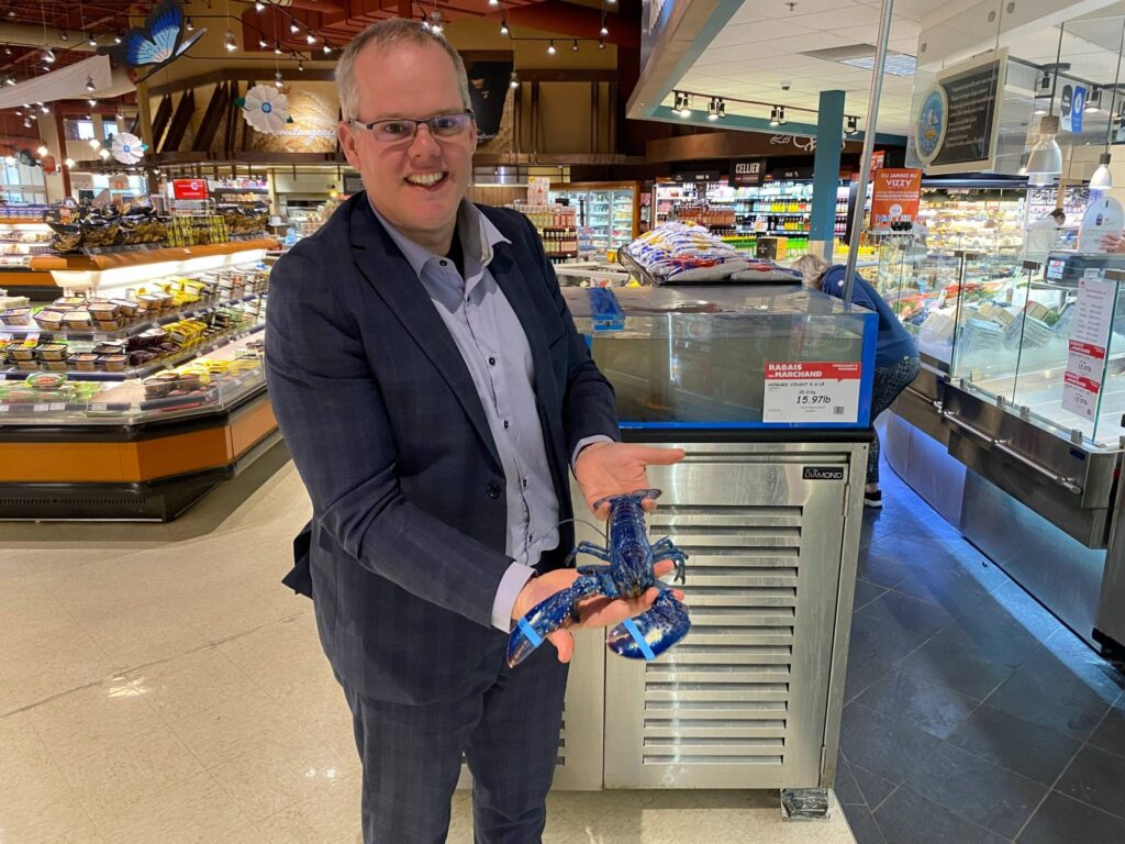 VIDÉO – IGA Extra Famille Vincent : le homard bleu qui attire les curieux