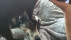 Ce chat utilise la tête du Husky comme marchepied