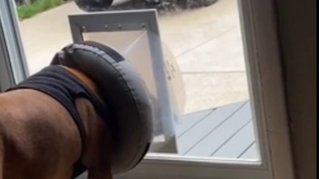 Il ne sait plus comment sortir!