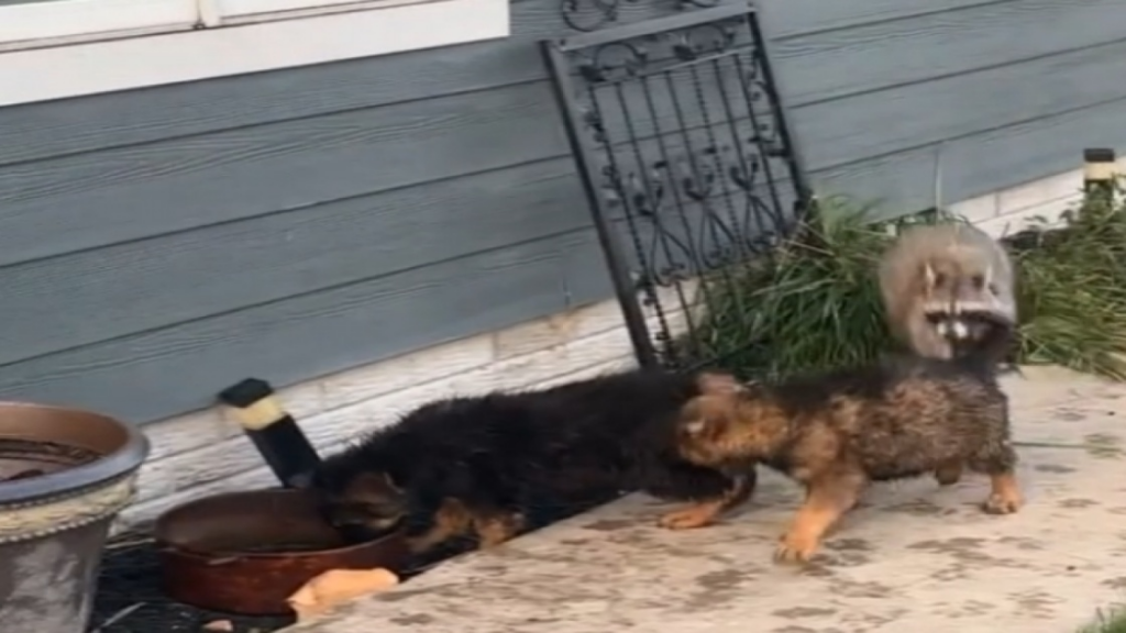 Je crois bien qu’il y a un intrus parmi nous!