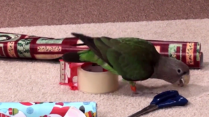 Il emballe mieux que moi…