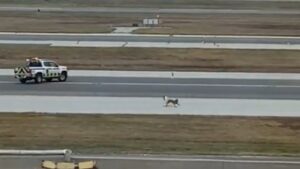 Il y a un chien sur la piste!