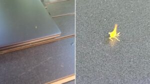 C’est important de bien s’étirer… pour tout le monde!