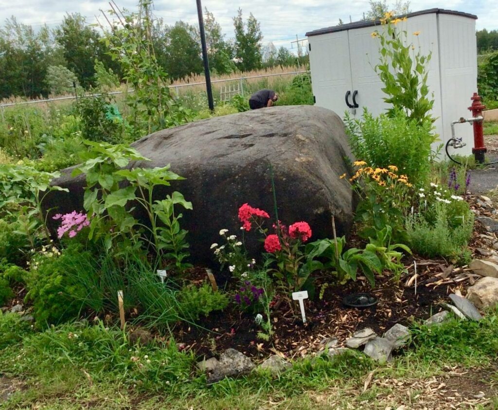 La Prairie: la biodiversité d’un jardin communautaire soulignée