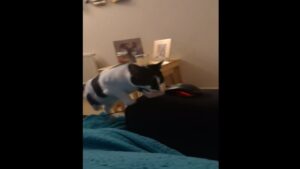 Un chat qui rapporte son jouet