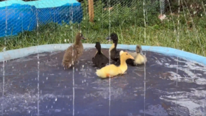 C&rsquo;est la danse des canards!