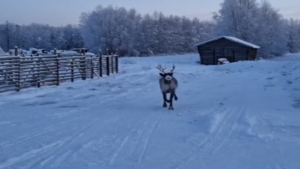 C&rsquo;est la danse du petit rêne!