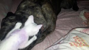 Tant que tu es gentil, la grosseur n’a pas d’importance