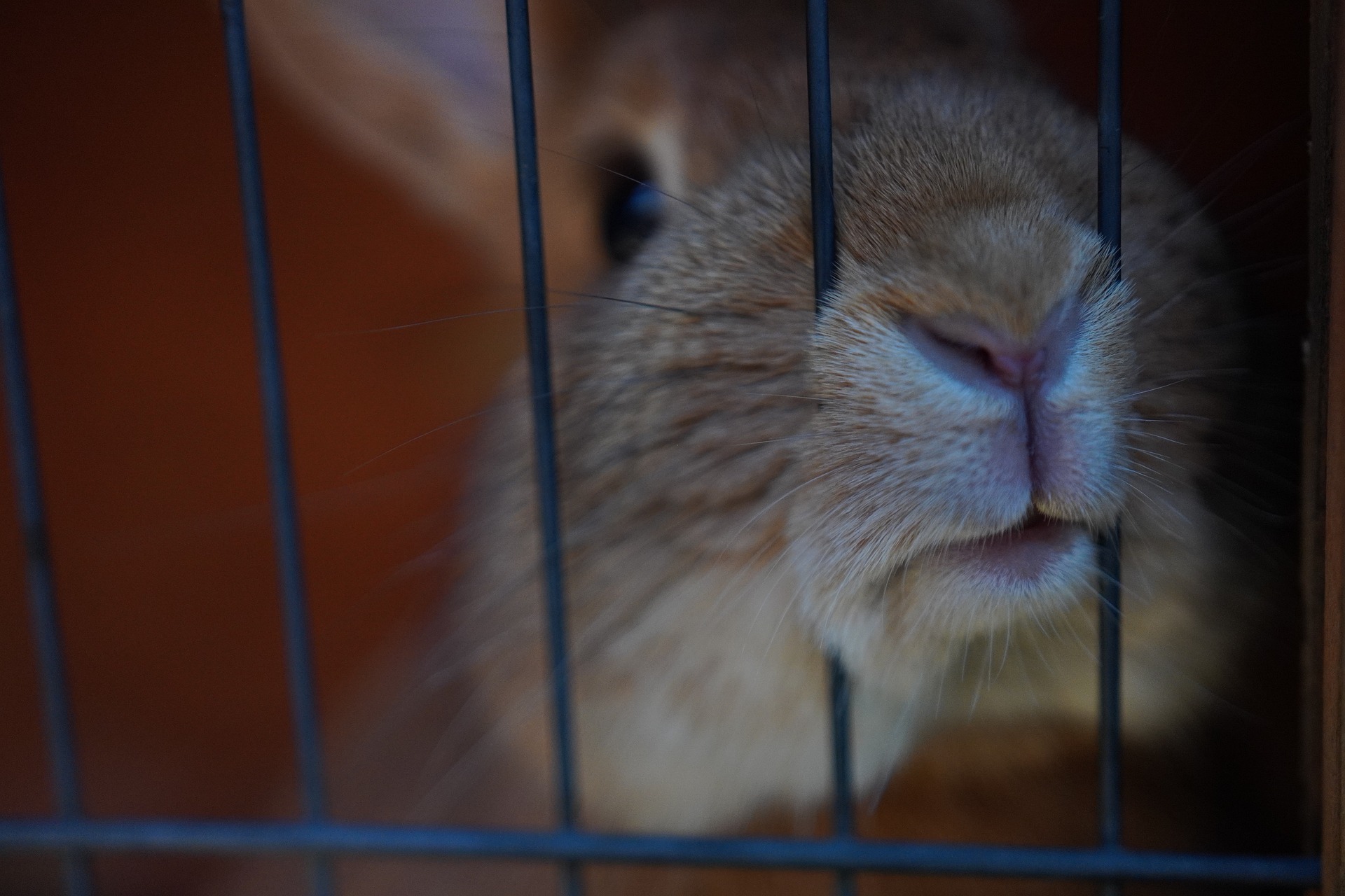 CHRONIQUE – 8 faits à savoir avant d’adopter un lapin