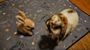 Lapin vs lapin électrique