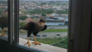 Une commande à l&rsquo;auto pour oiseau