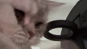 Le chat aime le basketball