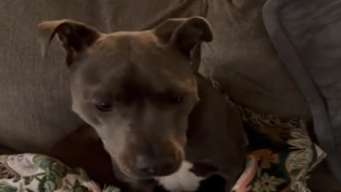 Le chien a ses priorités à la bonne place malgré le dodo