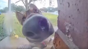 C&rsquo;est le chien qui sonne à la porte