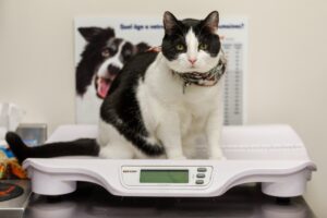 Saint-Philippe s&rsquo;entend avec la SPCA Roussillon pour les licences d&rsquo;animaux