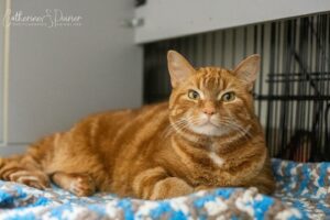 M. Yellow, la vedette de la semaine