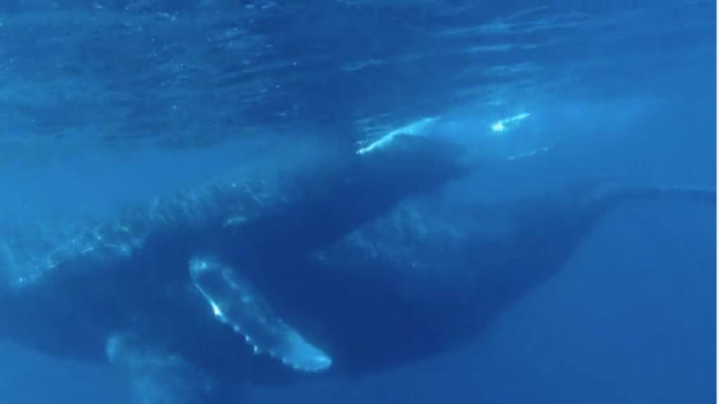 Des images absolument majestueuses!