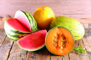 Quand semer et planter les melons?