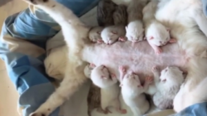 C&rsquo;est très demandant, d&rsquo;être mère d&rsquo;autant de chatons!