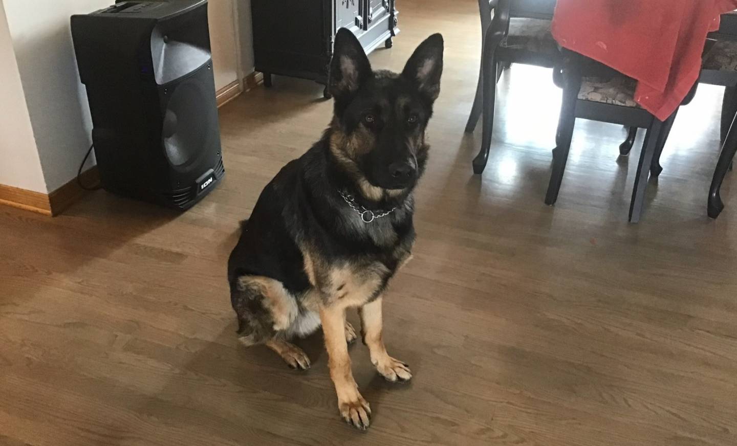 Son chien attaqué deux fois pendant une promenade