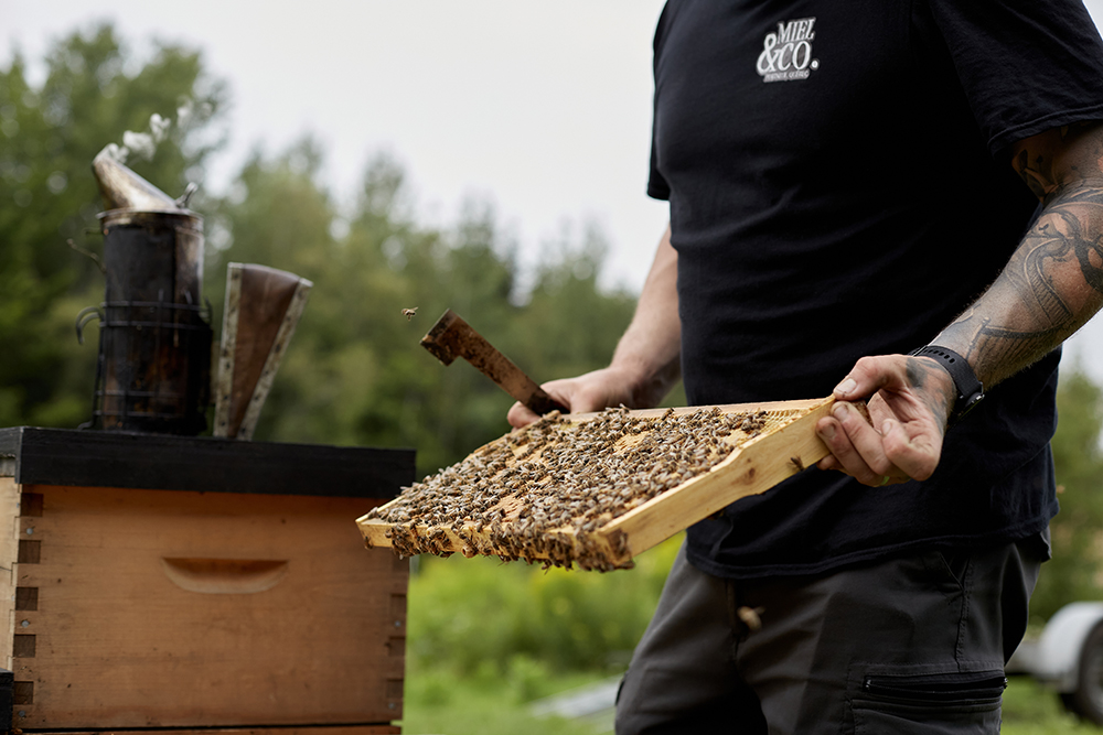 Saint-Constant à pieds joints dans le mois des pollinisateurs en mai