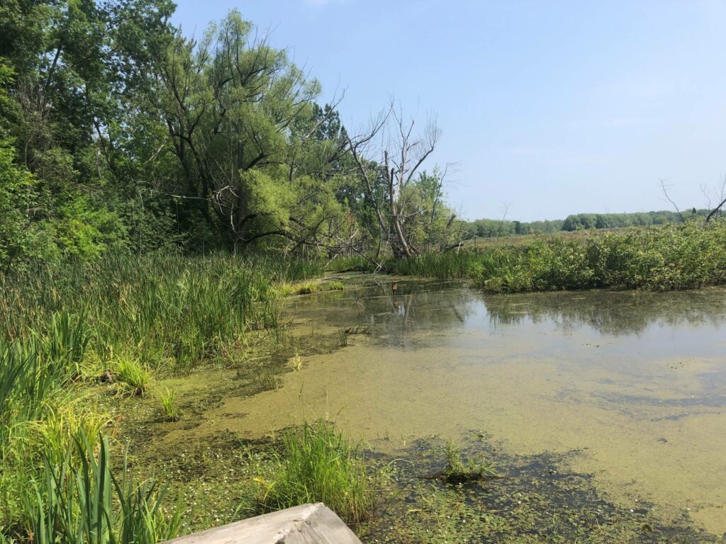 Une séance d’information sur les milieux humides et hydriques