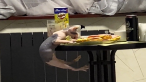 Mission impossible pour ce chat!