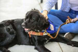 Des chiens en cour pour accompagner les victimes de violence sexuelle et conjugale