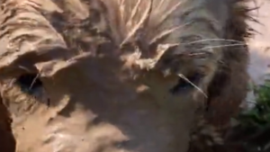 J&rsquo;ai comme le sentiment que ça va être long à nettoyer…