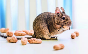 L’octodon, un rongeur qui gagne à être connu