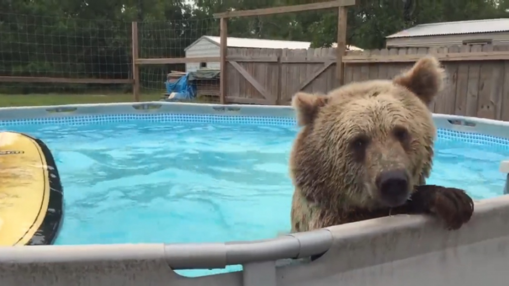 Un invité de taille dans la piscine!