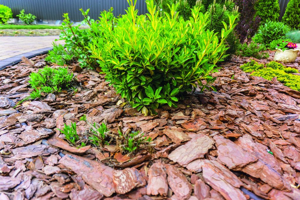 4 types de paillis pour votre jardin
