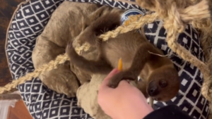 Le paresseux aime bien les patates douces