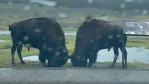 J&rsquo;espère qu&rsquo;ils n&rsquo;égratigneront pas la voiture!