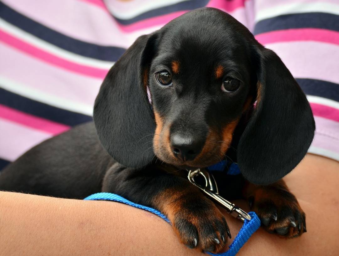 10 conseils pour trouver un logement qui accepte les animaux