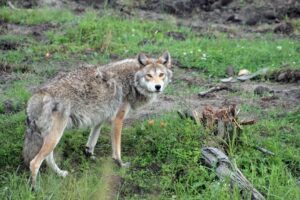 Un coyote aperçu dans une cour à La Prairie