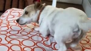 Quand pitou fait comme si de rien n&rsquo;était