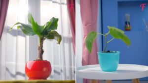 Ce clip-conseil vous guide pour faire pousser bananes, ananas, figues et autres à la maison