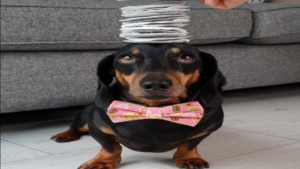 Sage comme une image pour les gâteries!