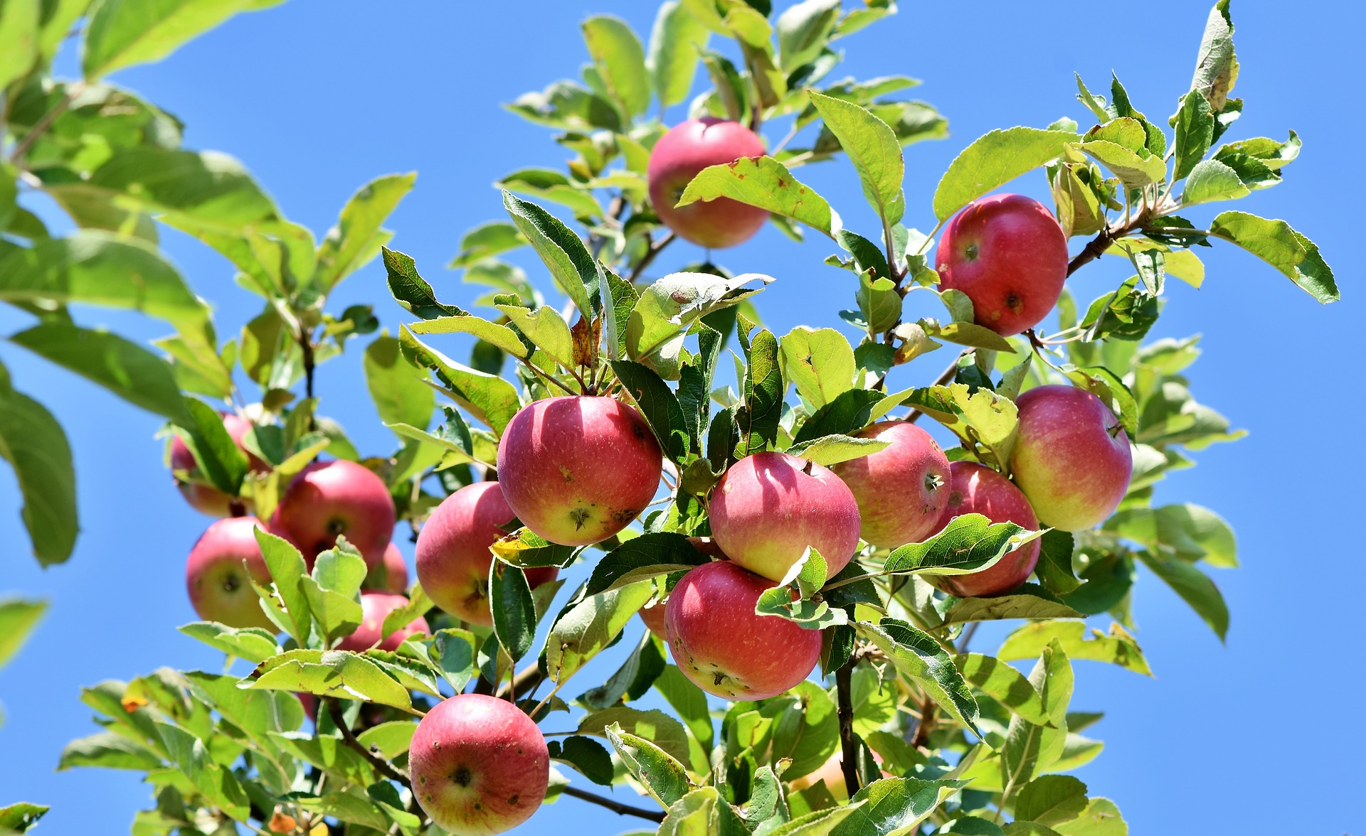 Du grappillage de fruits de retour en Montérégie
