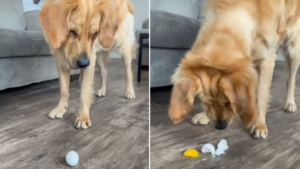 Une balle… extrêmement fragile?