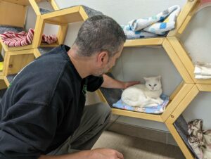 VIDÉO – Débordement de chats : la SPCA Roussillon lance un cri du cœur