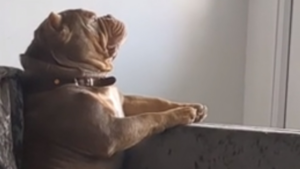 Quand le chien est comme l&rsquo;humain