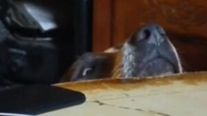 Quand le chien est glouton!