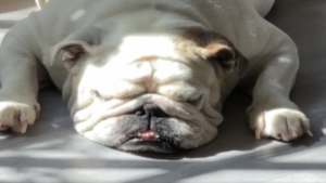 Son ronflement peut réveiller le quartier au complet