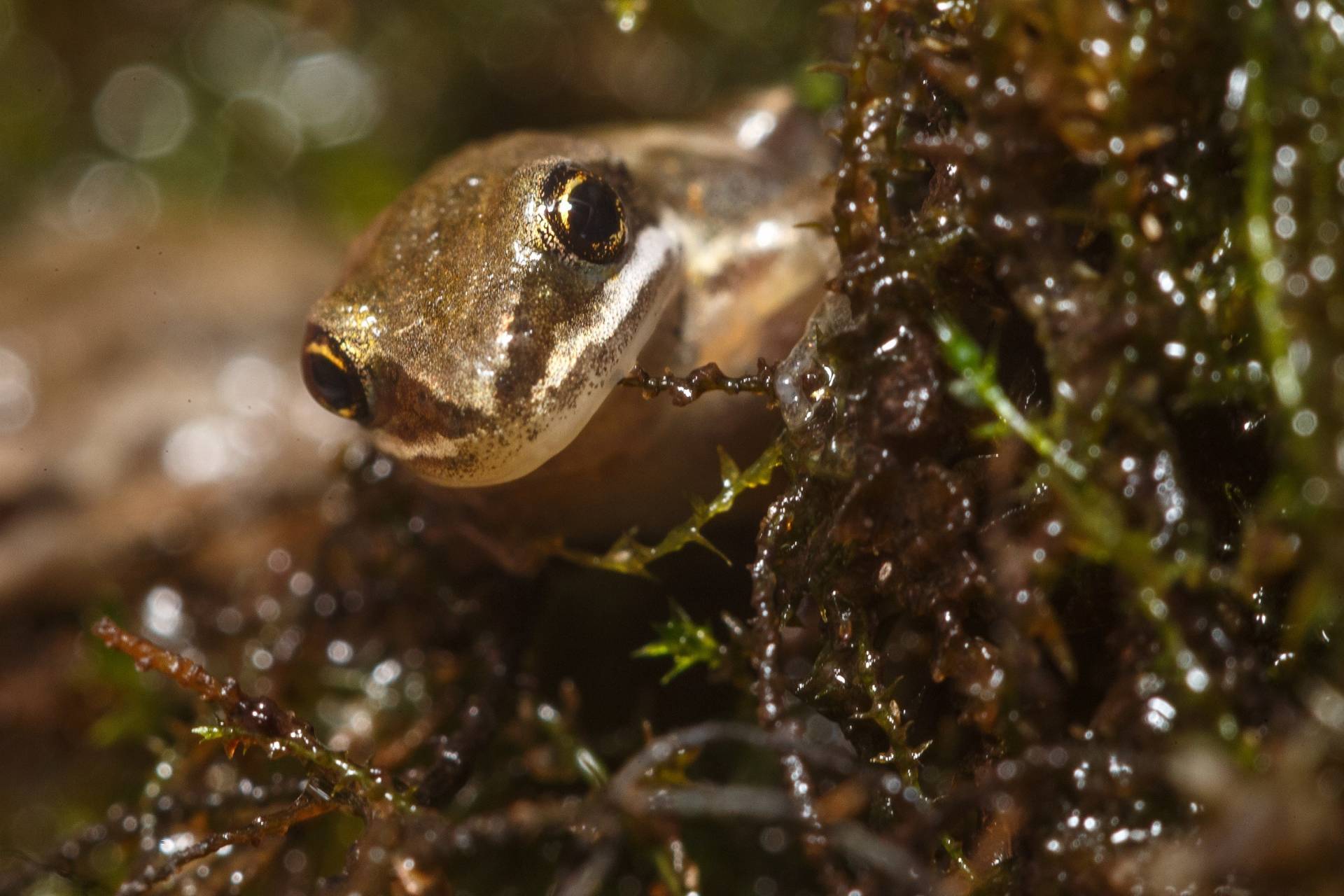 VIDÉO – L’Environnement fera l’inventaire des rainettes faux-grillon dans la région