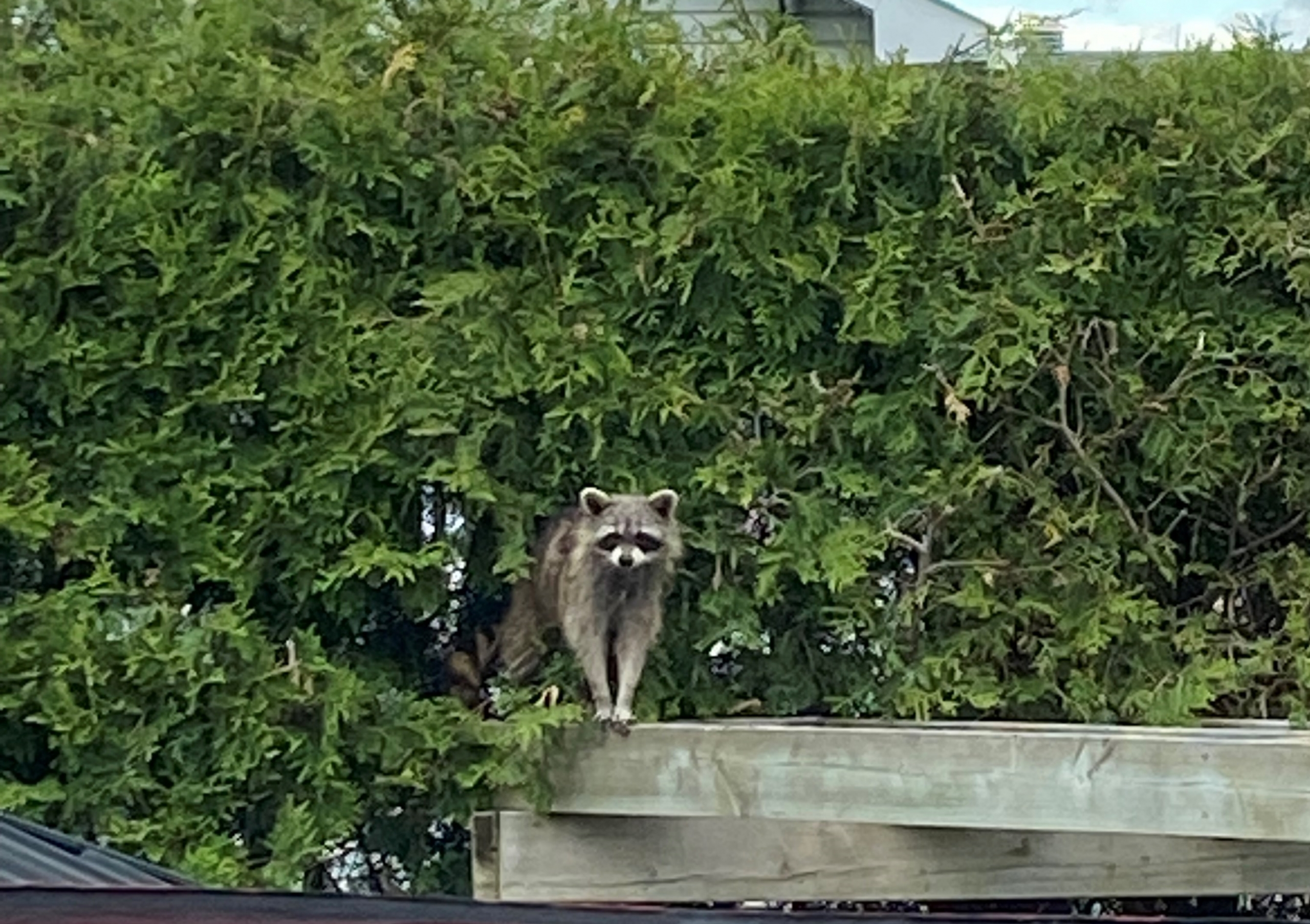 Billet d’humeur : Raton voleur