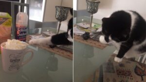 Café crème, mais sans café svp!