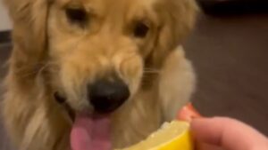 Une relation amour-haine avec le citron