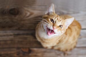 CHRONIQUE – À l’aide, mon chat miaule le matin !